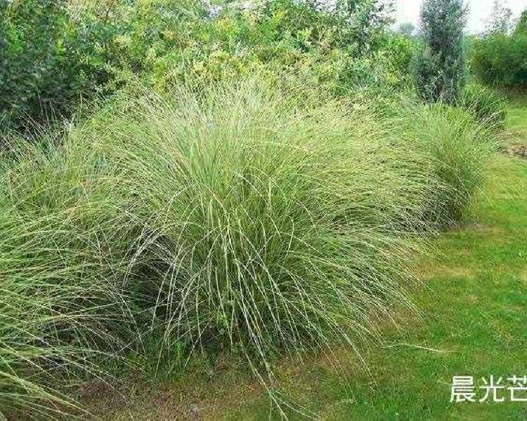 沭阳晨光芒观赏草 小区绿化用晨光芒批发 晨光芒种植基地 欣美园艺