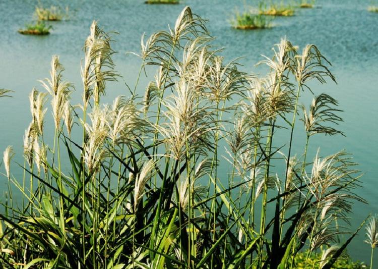 晨光芒观赏草 小区绿化用晨光芒价格 晨光芒种植基地 欣美园艺