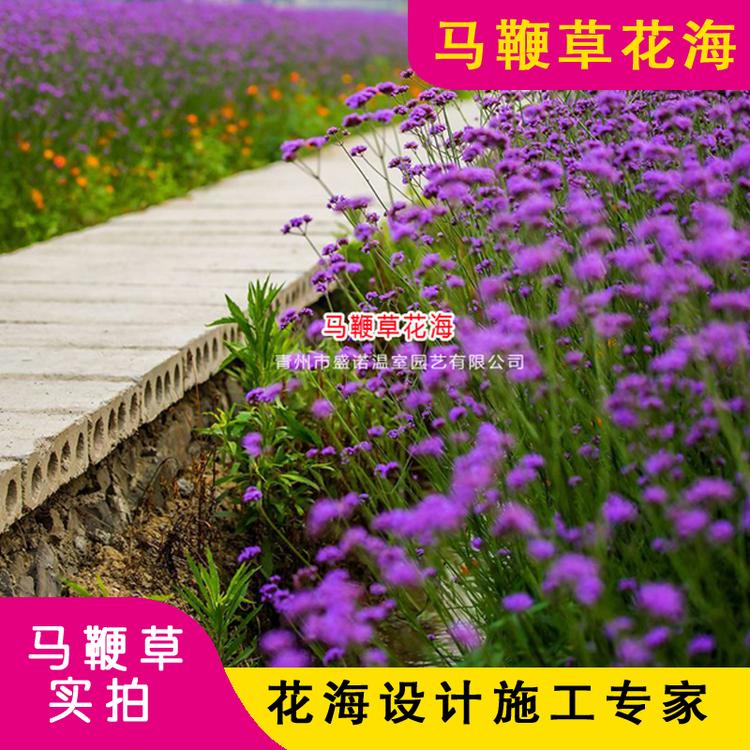 马鞭草 马鞭草花卉基地 宿根地被花卉 马鞭草批发 山东马鞭草 青州马鞭草价格 批发基地 源头货源