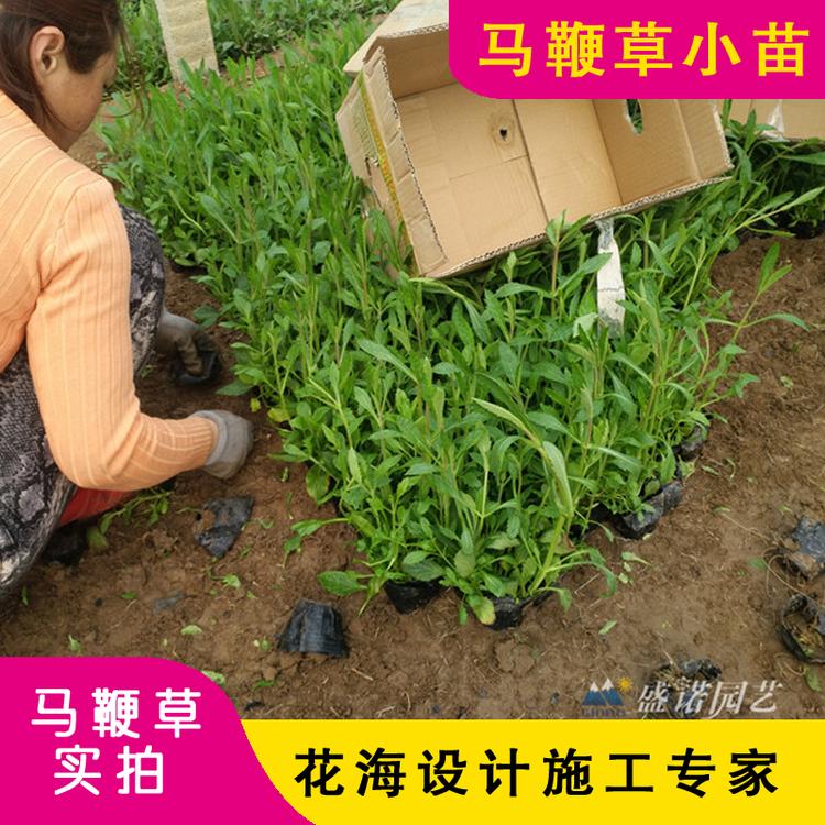 重庆马鞭草花海 马鞭草景区 马鞭草花卉基地 宿根地被花卉 马鞭草批发 山东马鞭草 批发基地 源头货源