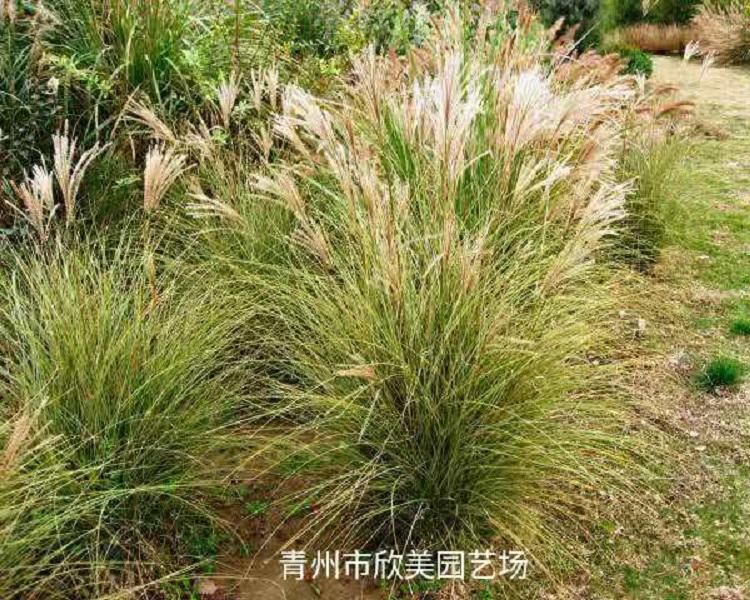 批发晨光芒小苗 山东晨光芒基地 晨光芒供应商