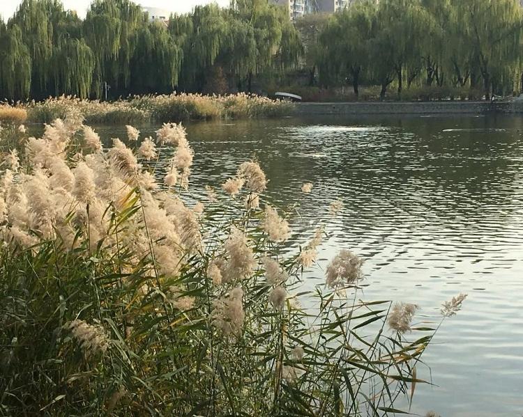 晨光芒批发价格