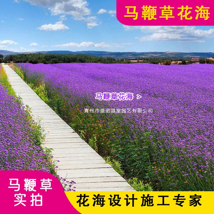 花海 花海景区 柳叶马鞭草 马鞭草 马鞭草小苗 马鞭草育苗