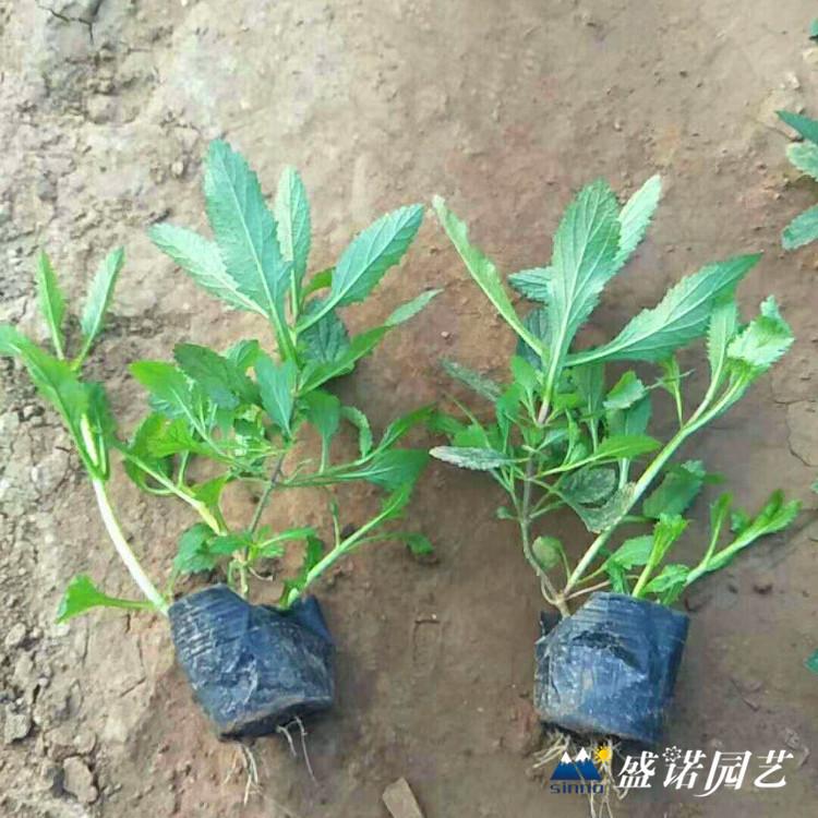 马鞭草 马鞭草种苗 花卉基地 宿根地被花卉 马鞭草批发 山东马鞭草 批发基地 源头货源