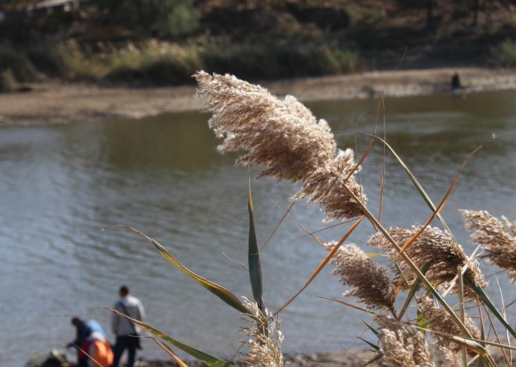 湖北晨光芒种植基地 辽宁批发晨光芒 山东晨光芒价格