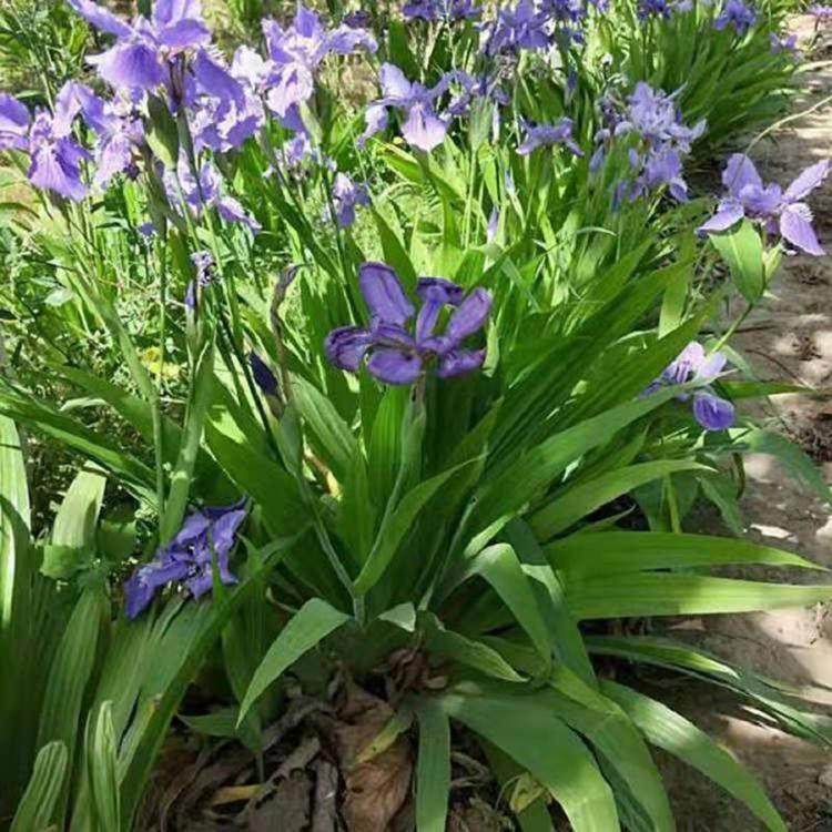 老鸢尾批发 蓝花鸢尾批发价格 供应蓝花鸢尾