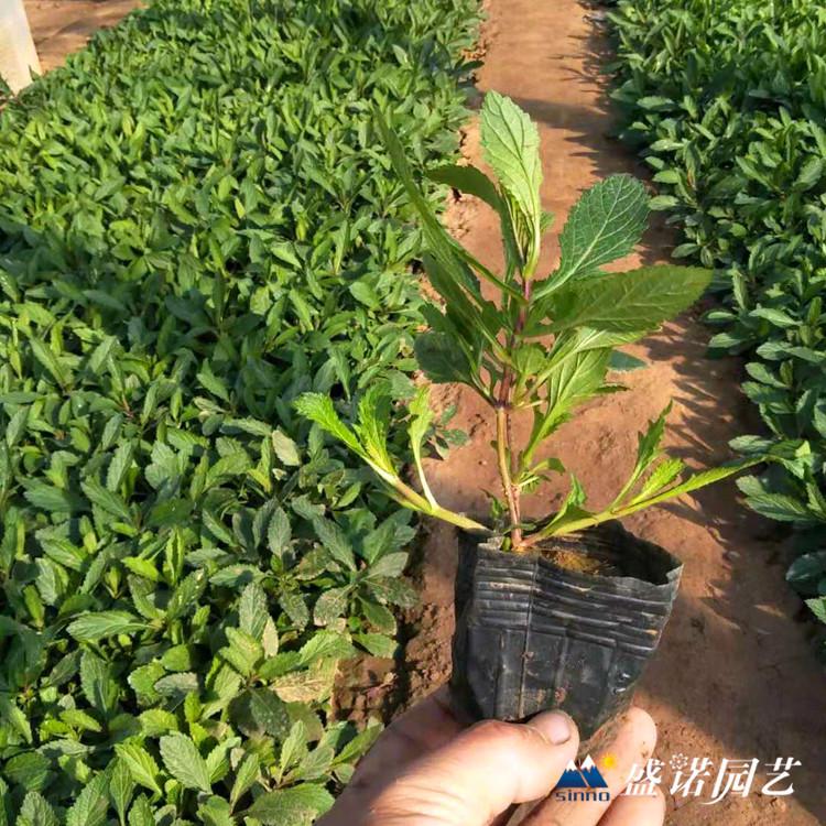 山东青州马鞭草小苗多少钱一棵批发 马鞭草种苗供应 生产基地
