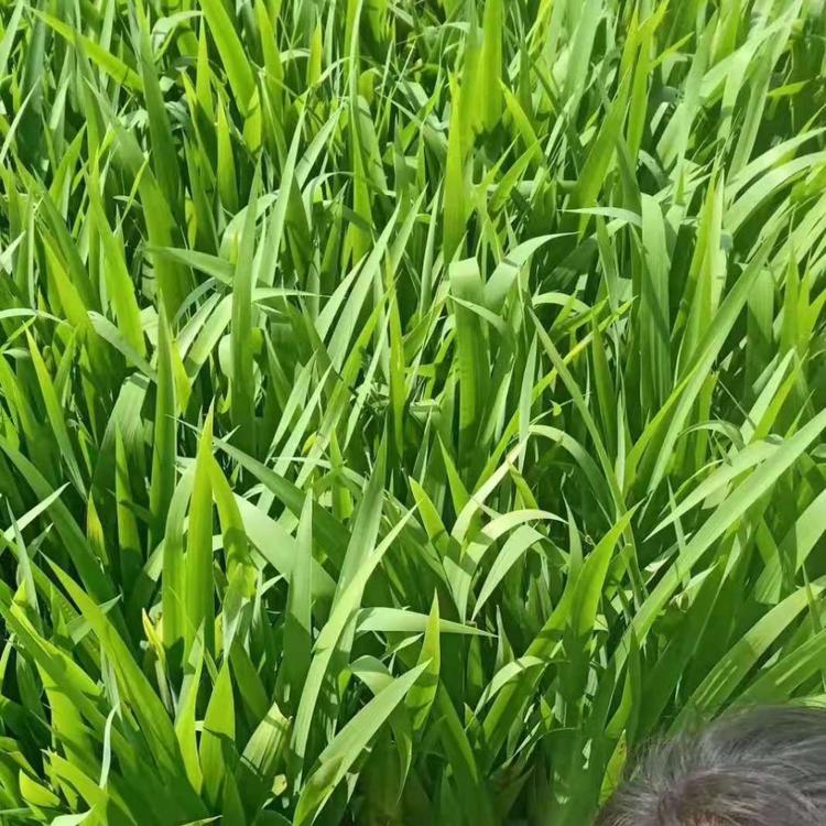 老鸢尾批发价格