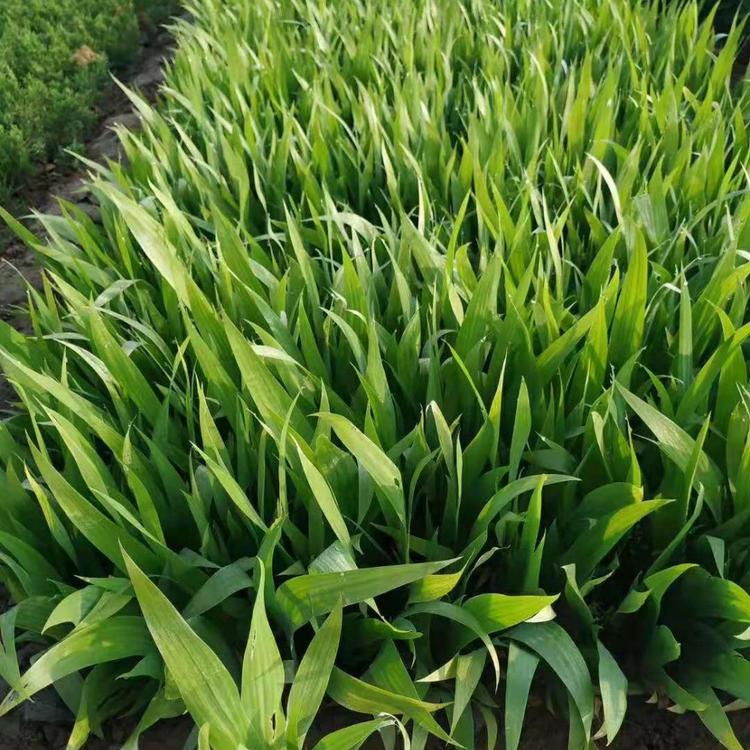 老鸢尾供应商  江苏蓝花鸢尾种植基地