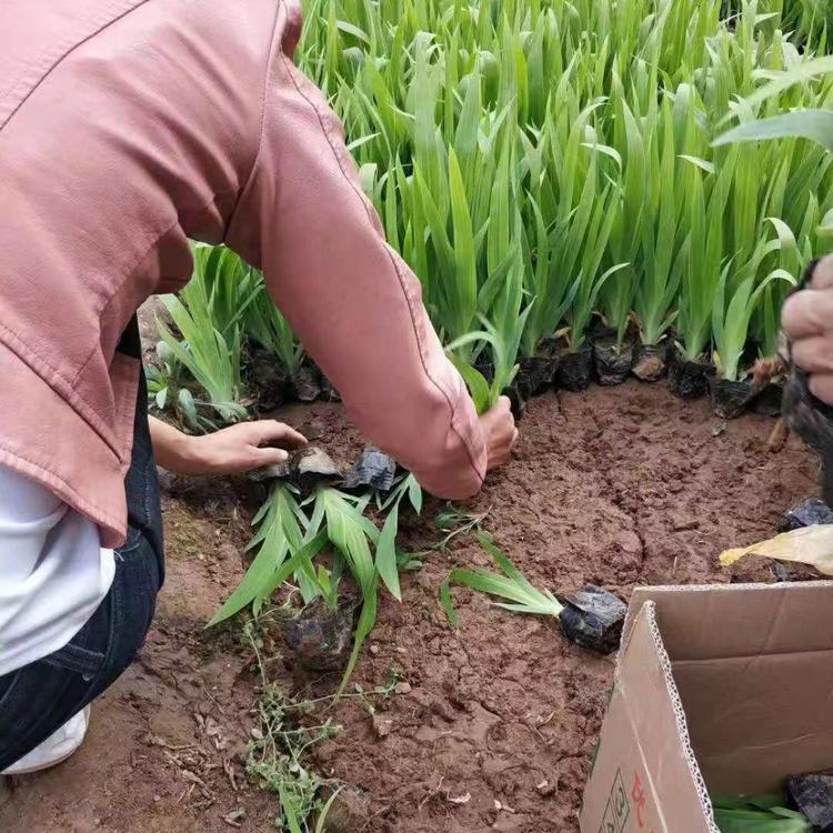 蓝花鸢尾种植基地  鸢尾批发价格  老鸢尾