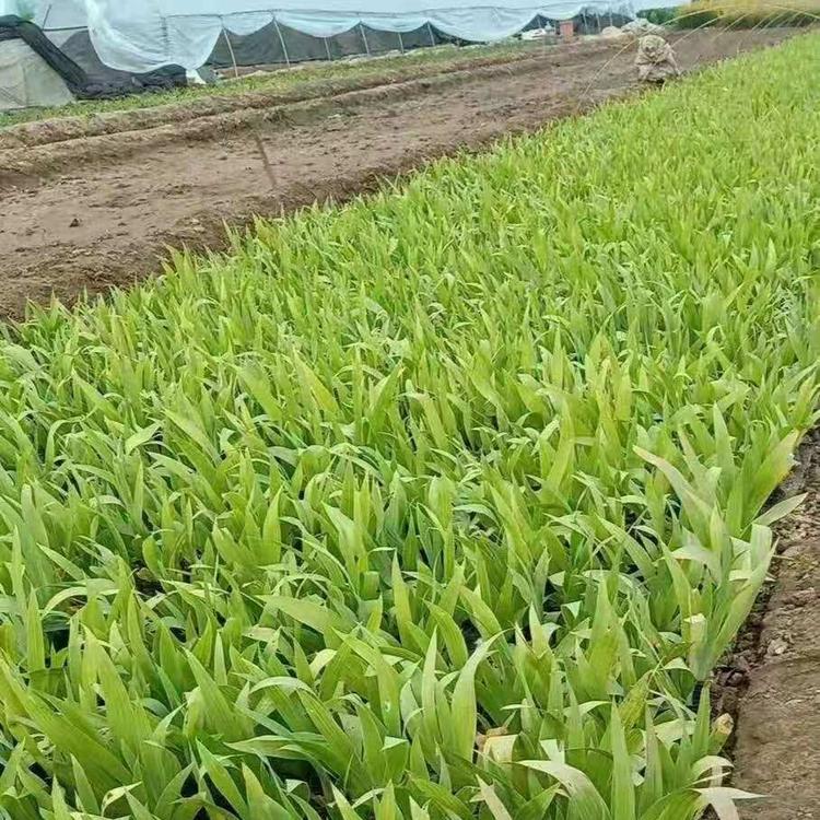 老鸢尾供应商  蓝花鸢尾批发价格  供应蓝花鸢尾
