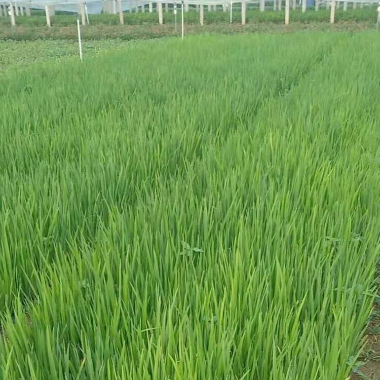 耐盐碱黄菖蒲 公园黄菖蒲价格 湿地黄菖蒲 基地 效果好欣美园艺