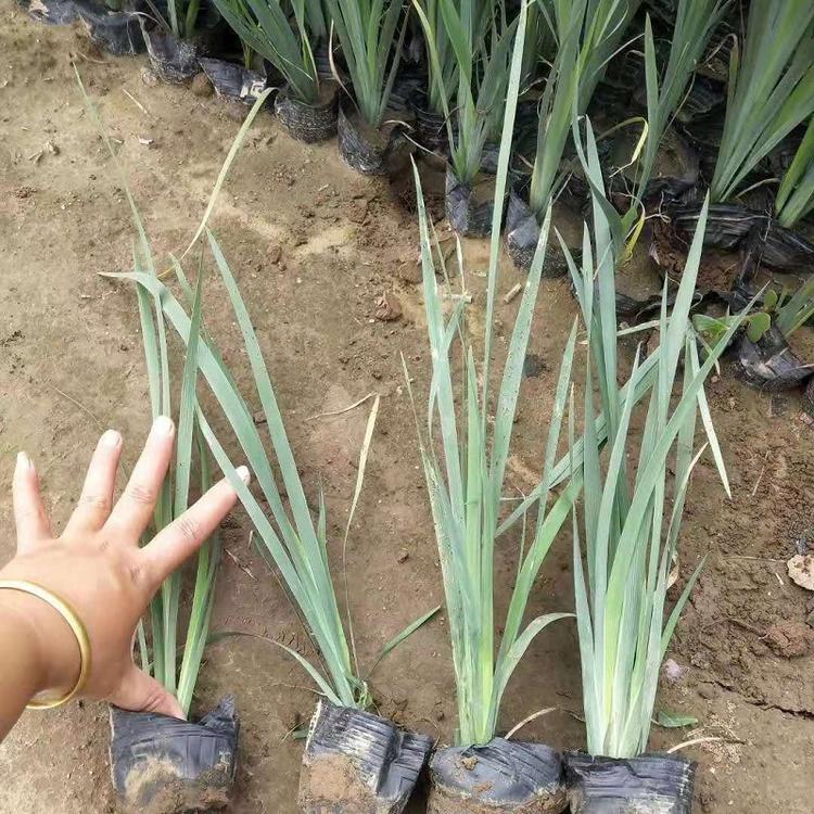 水体绿化黄菖蒲 品质优良黄菖蒲杯苗 青州花卉产地直销  欣美园艺