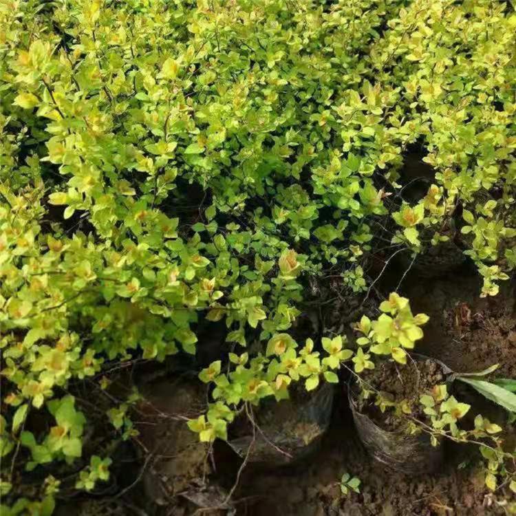 种植金焰绣线菊 批发基地 直销金焰绣线菊 销售金焰绣线菊