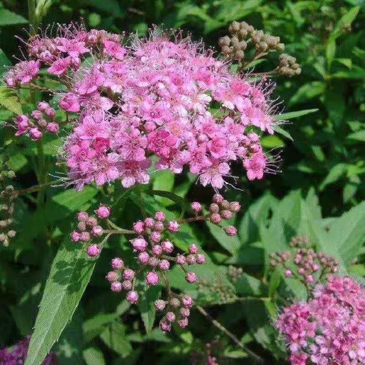批发金焰绣线菊
