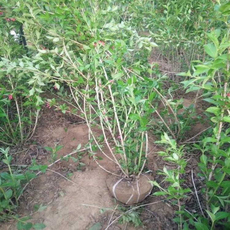 销售红王子锦带基地 批发