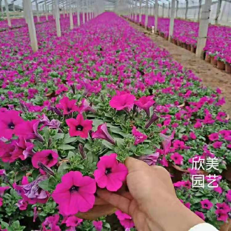垂吊牵牛批发 山东欣美 垂吊牵牛价格 供应垂吊牵牛批发