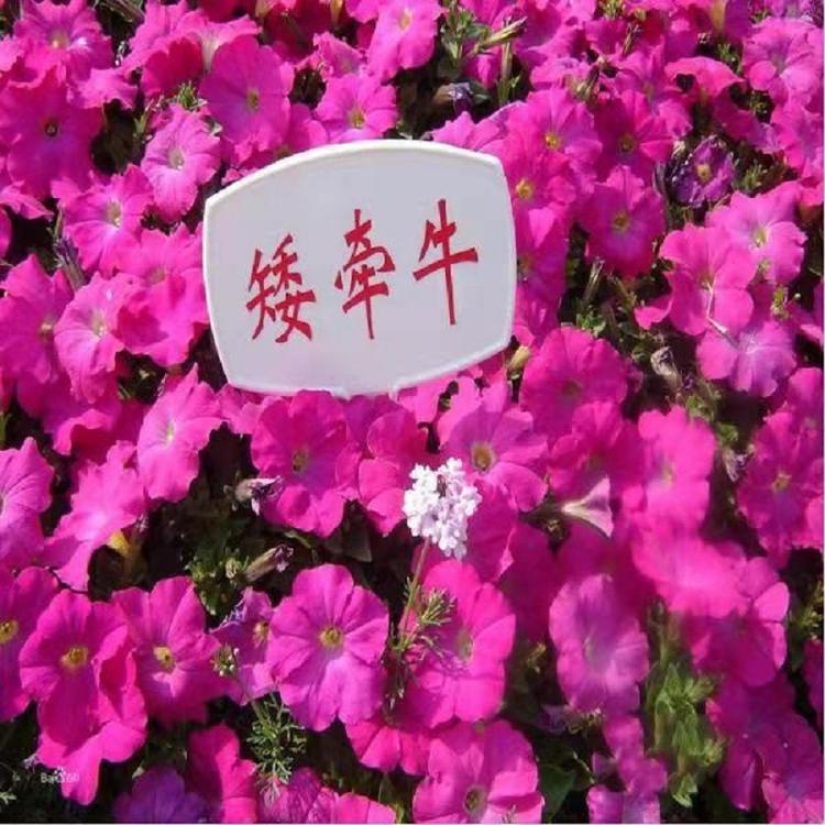 垂吊牵牛批发价格  垂吊牵牛基地种植 青州垂吊牵牛