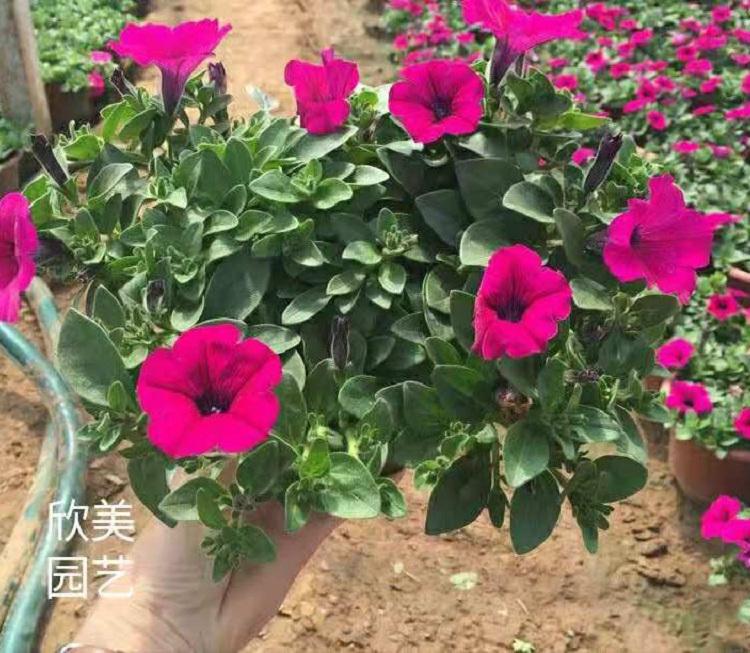 垂吊牵牛批发价格 青州垂吊牵牛
