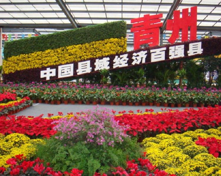 垂吊牵牛批发 摆放垂吊牵牛种植基地