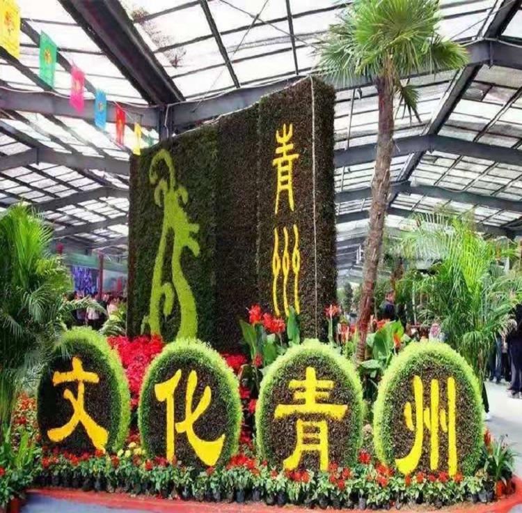 垂吊牵牛批发 摆放垂吊牵牛种植基地 垂吊牵牛价格