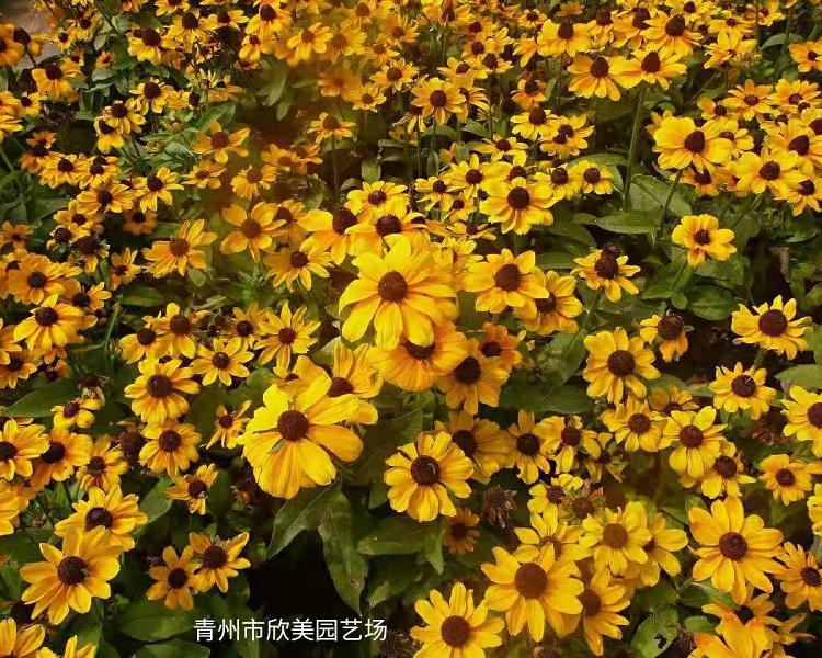 黑心菊价格青州黑心菊黑心菊批发