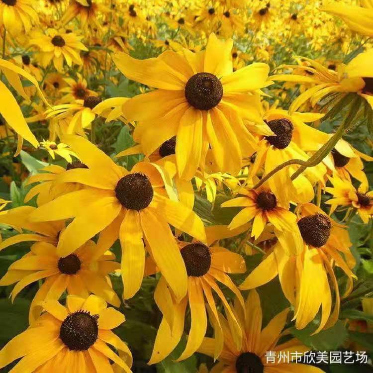 花海景观黑心菊基地 黑心菊价格  欣美花海设计