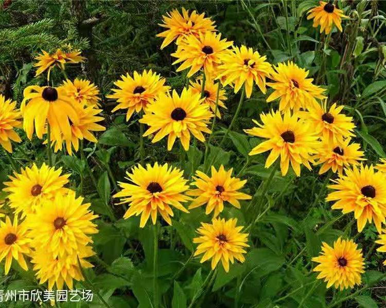 黑心菊基地 黑心菊价格 黑心菊小苗 批发黑心菊