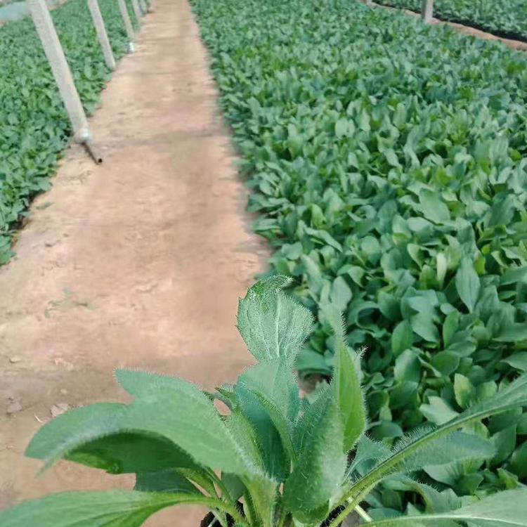 山东青州 基地批发宿根花卉盆栽黑心菊 黑心菊种子