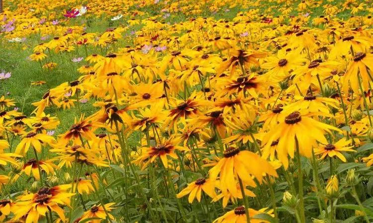 四川黑心菊花苗批发,重庆黑心菊地被植物基地