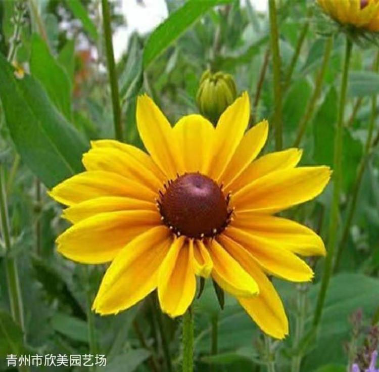 黑心菊种植 黑心菊草花批发 宿根花卉基地 山东欣美