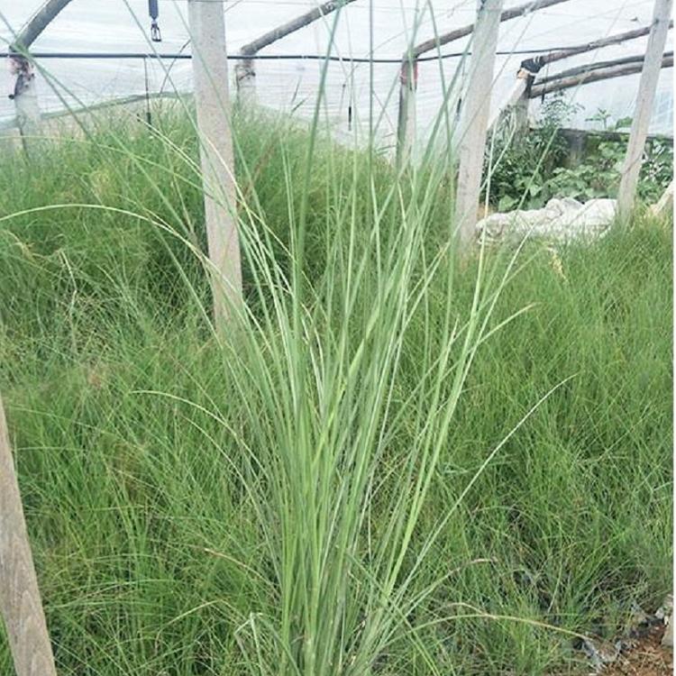 细叶芒  细叶芒价格  细叶芒种植基地  细叶芒批发
