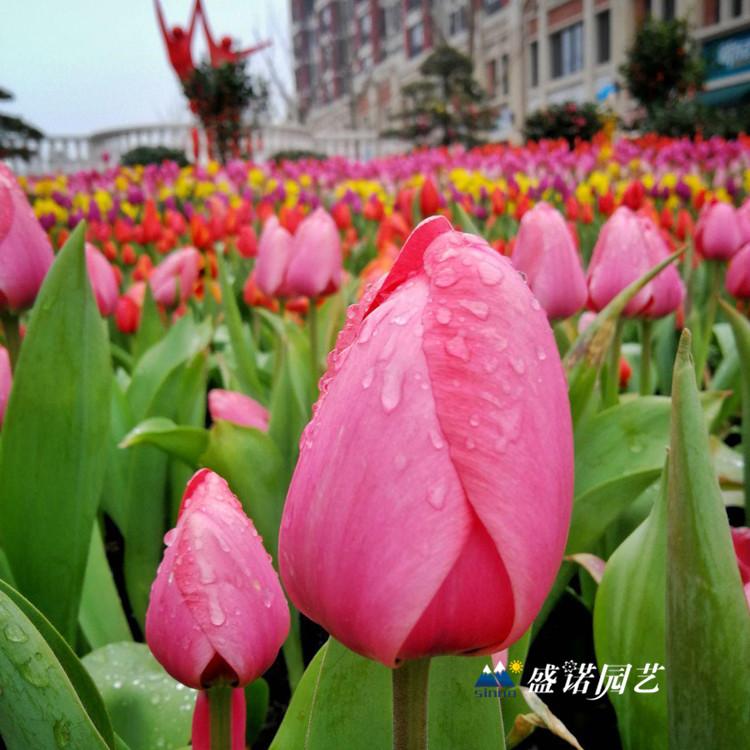 郁金香花海工程打造专家 郁金香花苗 花海小苗 郁金香供应商 进口郁金香种球 郁金香种苗 培育基地
