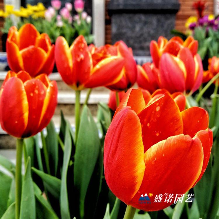 郁金香 郁金香杯苗 郁金香花苗 郁金香花海苗 郁金香袋苗 荷兰进口郁金香