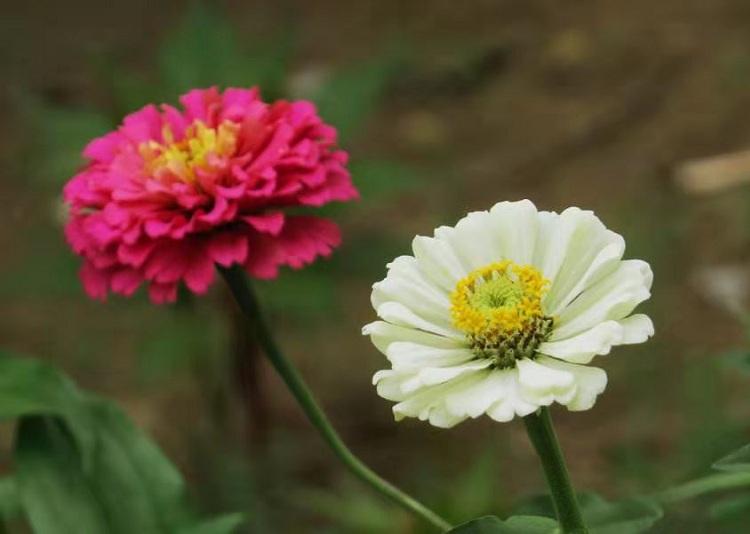 百日草基地 百日草价格 百日草供应商欣美园艺
