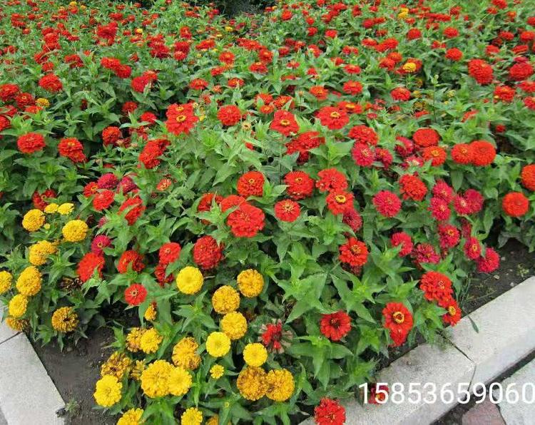 百日草批发基地