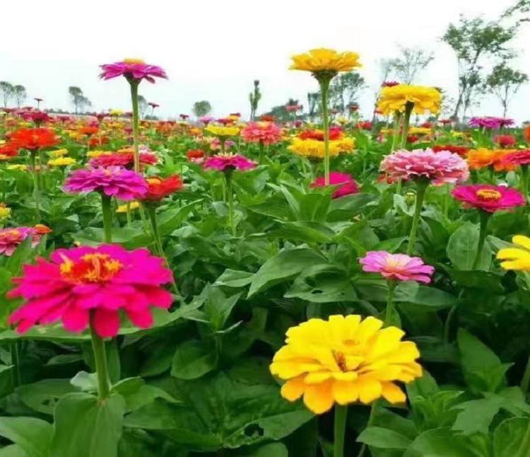 批发混色百日草种子 单色百日草 青州百日草混色基地