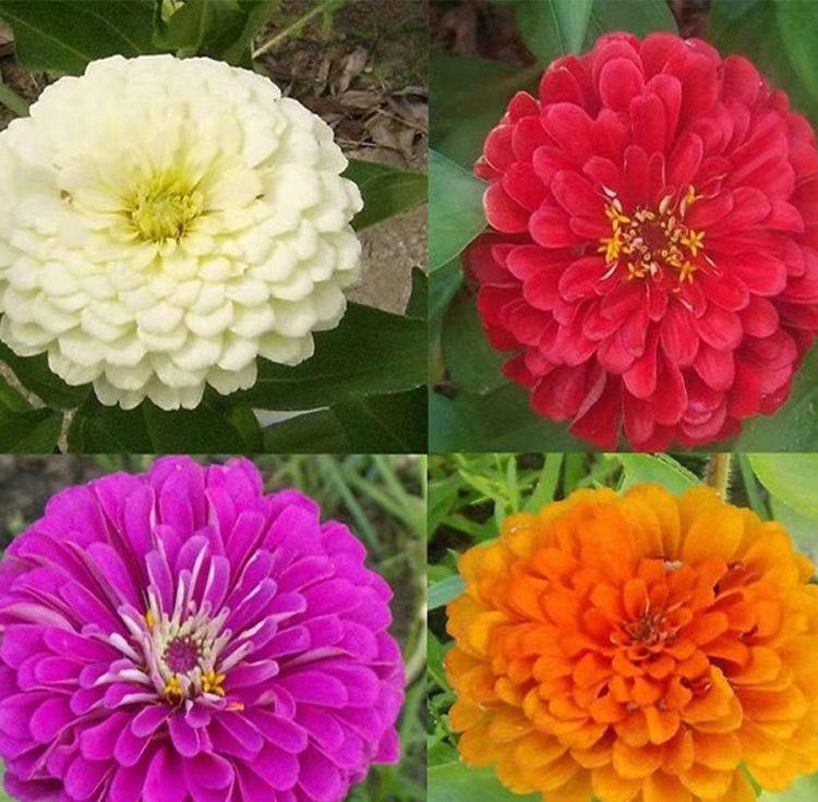 江苏百日草基地 江苏百日草批发 河南百日草价格