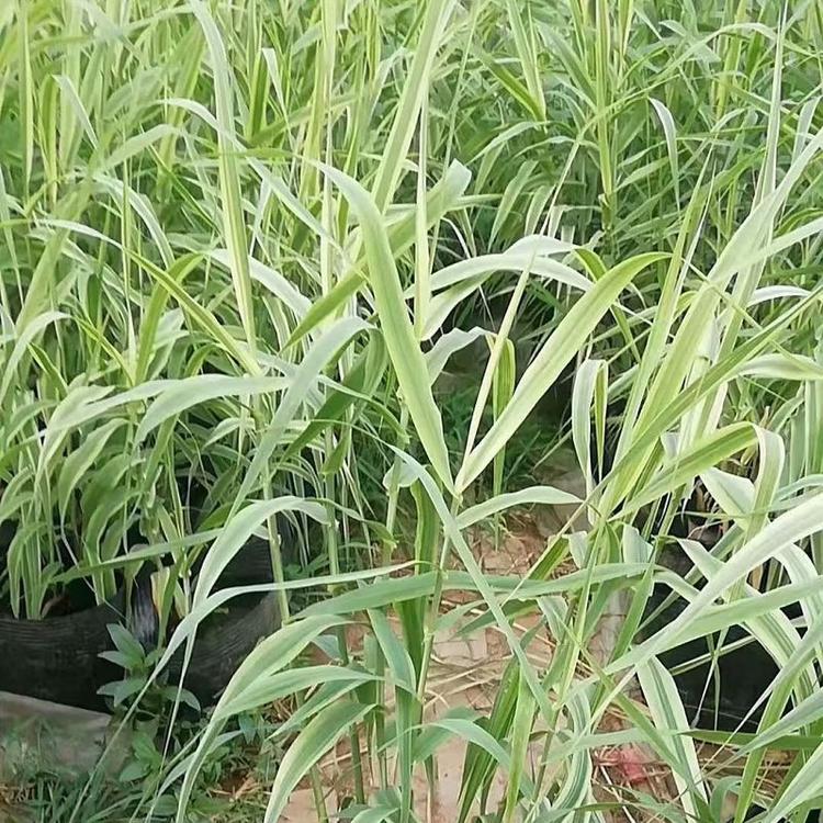 花叶芦竹基地直销  花叶芦竹供应商