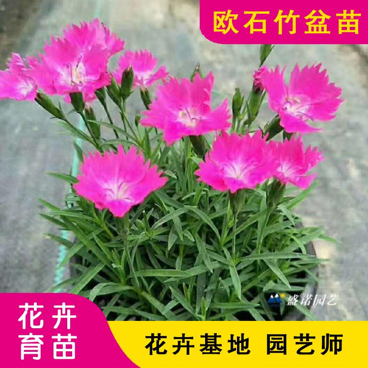 欧石竹 欧石竹杯苗 欧石竹盆苗 欧石竹种苗 欧石竹成品苗 欧石竹花海  花卉基地