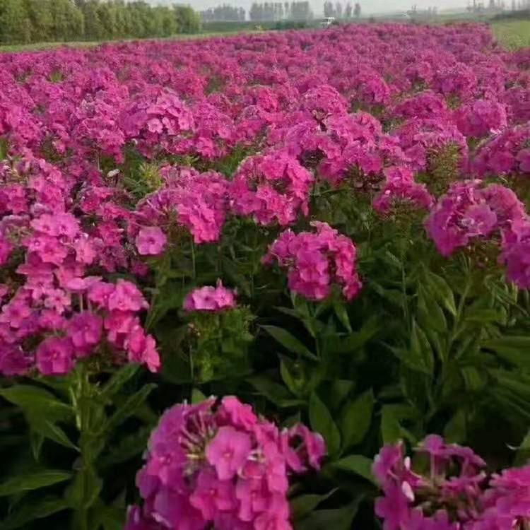 大花福禄考
