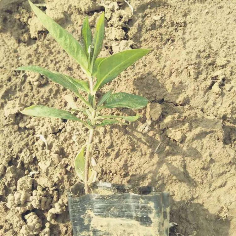 大花福禄考基地批发 优惠价格工程苗 大花福禄考