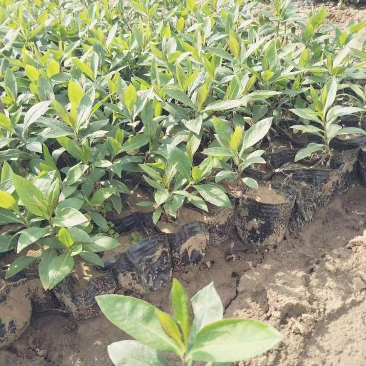 工程苗大花福禄考基地批发