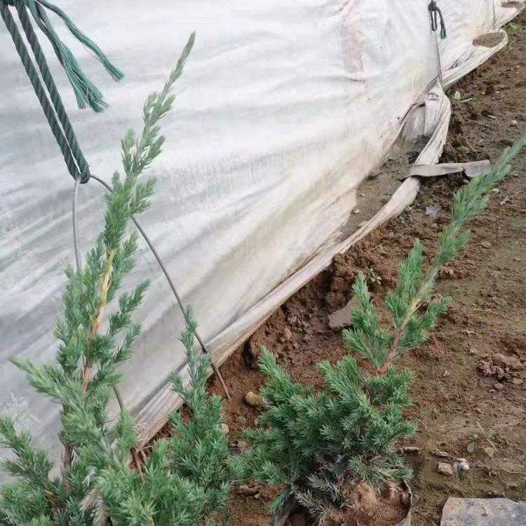 常年供应绿化苗木苗 铺地柏 沙地柏种植基地 铺地柏 沙地柏价格