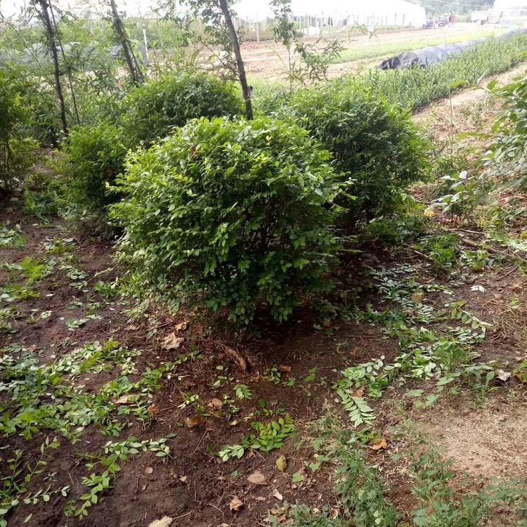 青州绿化苗木批发供应  绿化用黄杨球种植找久顺