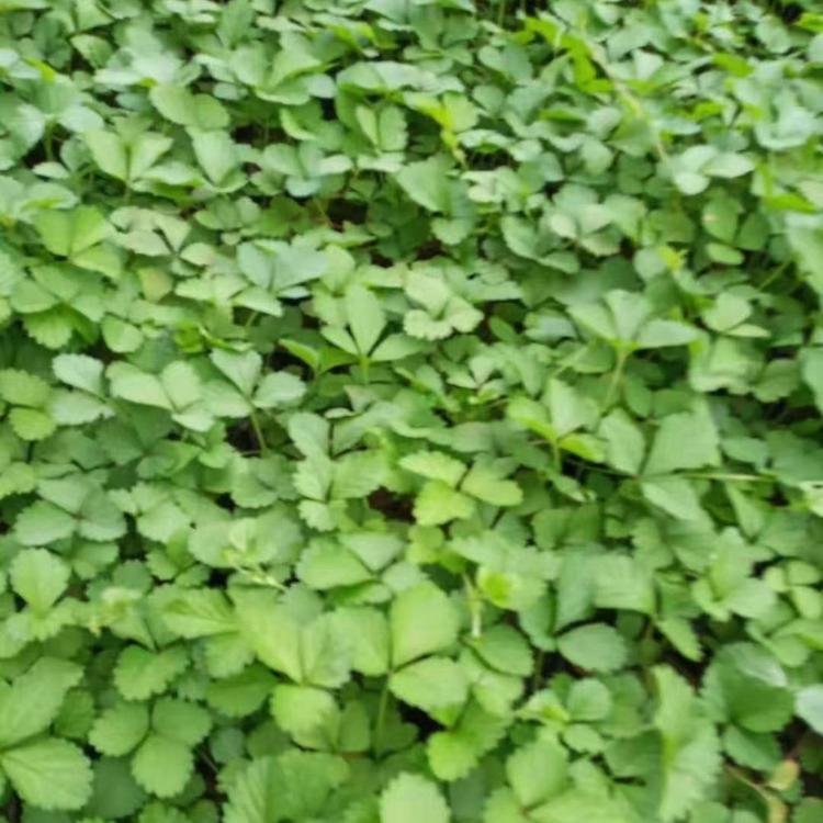 供应蛇莓 蛇莓批发价格 宿根花卉批发价格 蛇莓种植基地 蛇莓哪里有