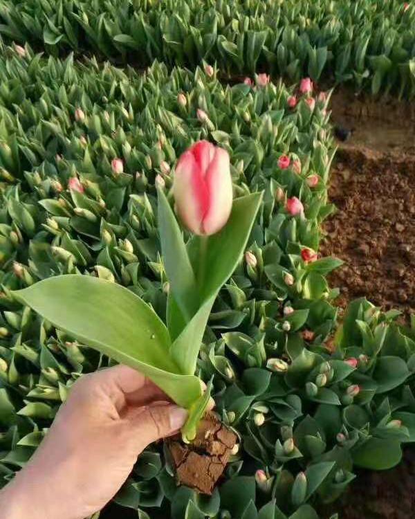 山东郁金香花海建造 郁金香花海苗