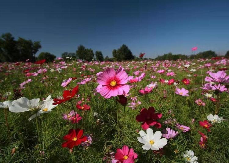 波斯菊基地  波斯菊价格  格桑花批发