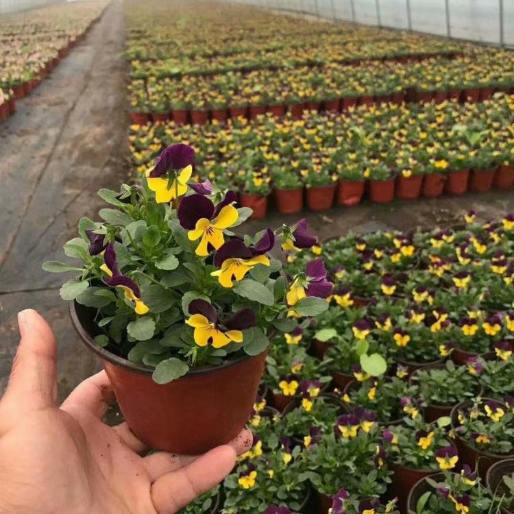 蝴蝶花批发  三色堇价格  草花基地