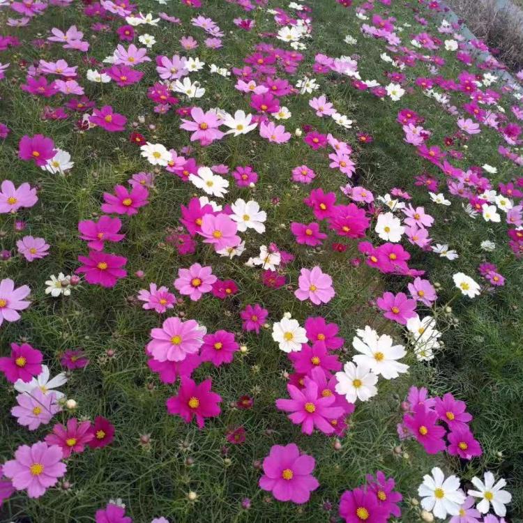 波斯菊批发 波斯菊种植 打造花海景观 格桑花批发